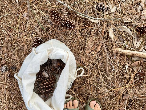 Photo 3 for Pinecone & kindling collection