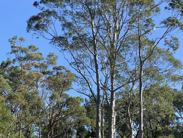 Photo 29 for Home Among The Gumtrees