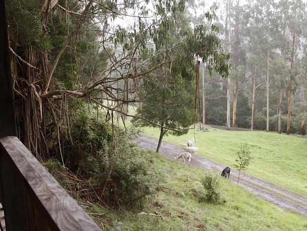 Photo 16 for Blackwood Cottage - Solitude In The Apollo Bay Hills