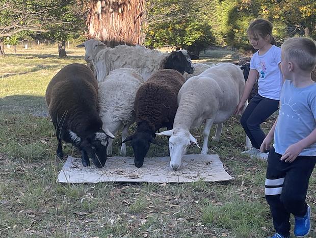 Photo 11 for Marrangaroo Tiny home farm stay