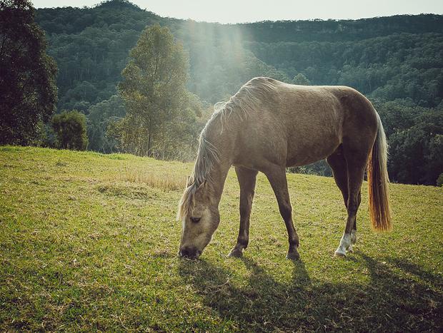 Photo 18 for Lastover Cottage - Kangaroo Valley