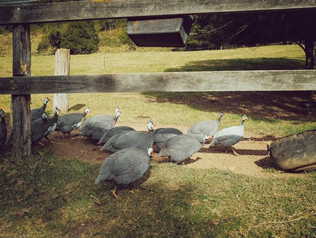 Photo 23 for Lastover Cottage - Kangaroo Valley