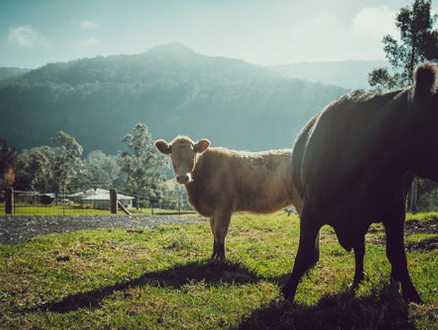 Photo 24 for Lastover Cottage - Kangaroo Valley