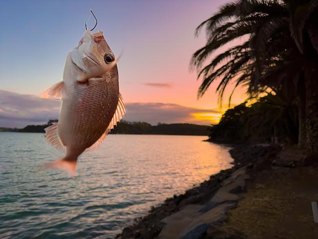Photo 4 for Catching dinner