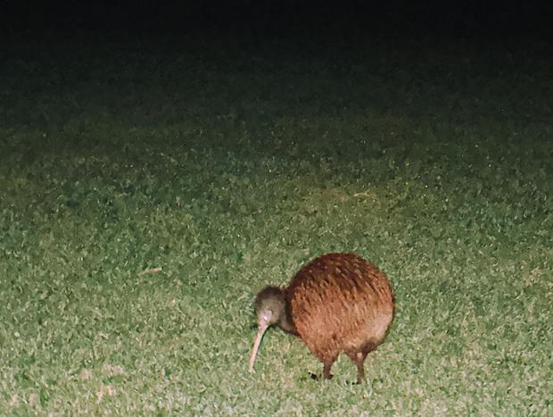 Kiwi spotting