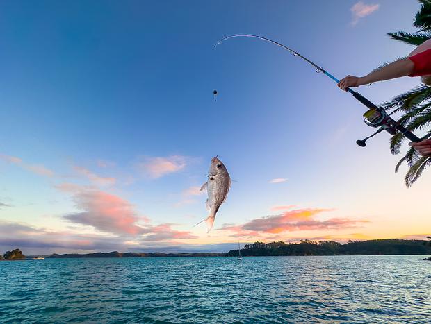 Photo 2 for Catch your dinner