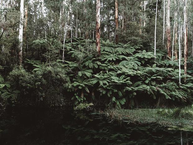 Photo 33 for Forrest Haus retreat - luxury in Otways hinterland