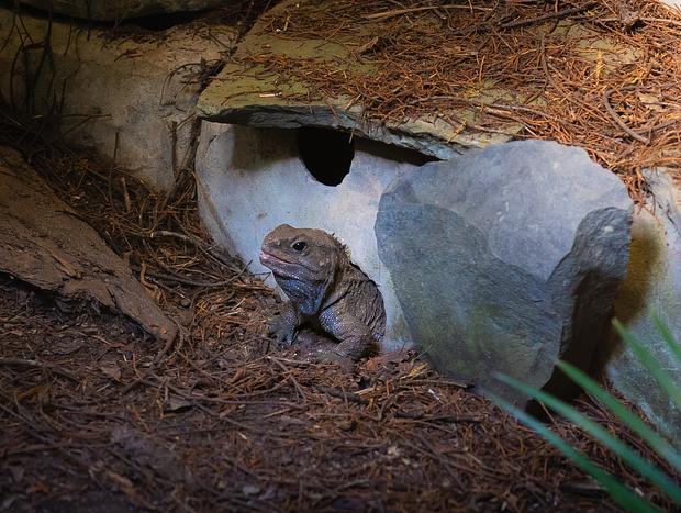 Photo 2 for Visit Ti Point Reptile Park