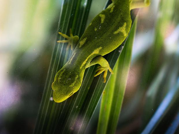 Photo 4 for Visit Ti Point Reptile Park
