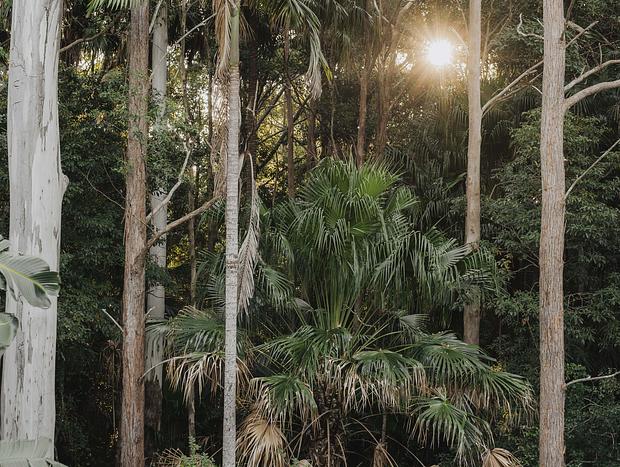 Photo 32 for Escape to The Palms: A Rainforest Getaway