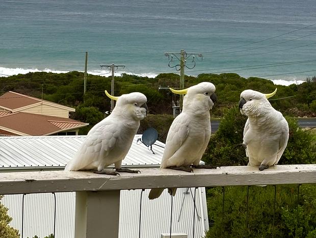 Photo 17 for IL Mare - Stunning Ocean Views along the Ocean Road