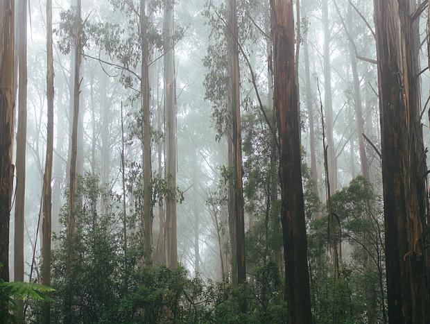 Photo 59 for Luxury Treetop Escape - perfect winter escape with a glasshouse!