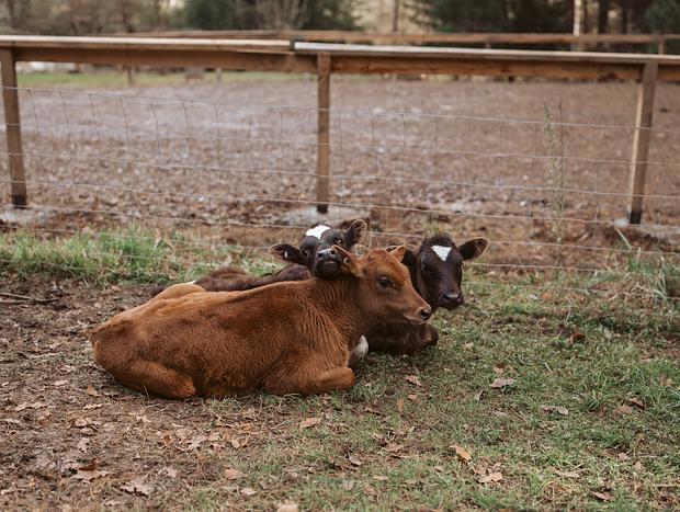 Photo 18 for Wood Cabin Farm Stay