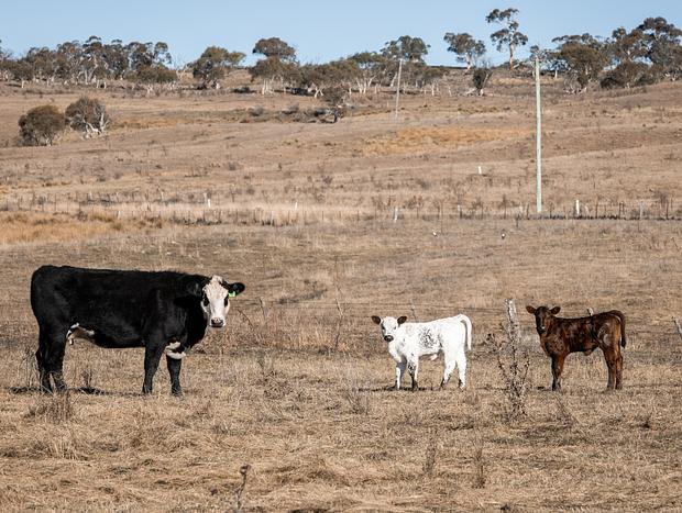 Photo 2 for Local Wildlife & Farm Animals