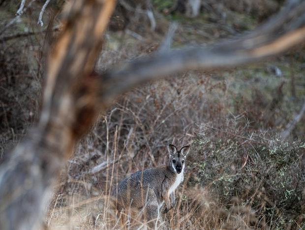 Photo 3 for Local Wildlife & Farm Animals