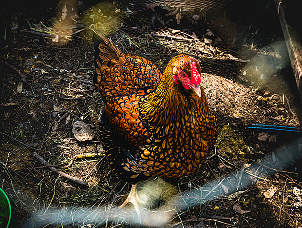 Photo 14 for Eco-luxe farm adventure