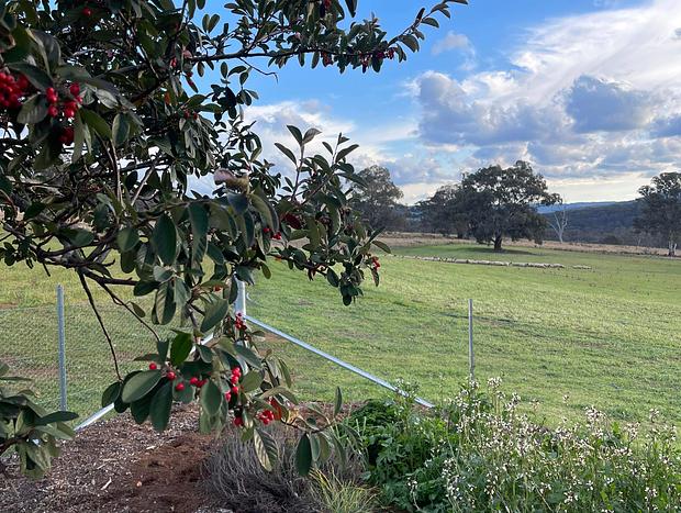 Photo 37 for “Greenmore Hut” country escape in the hills near Mudgee!