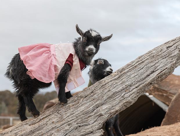 Photo 41 for An Immersive Luxury Farm Stay Experience