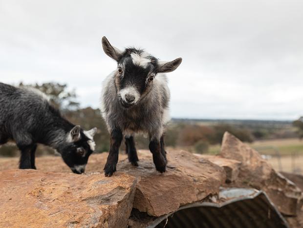 Photo 3 for An Immersive Luxury Farm Stay Experience