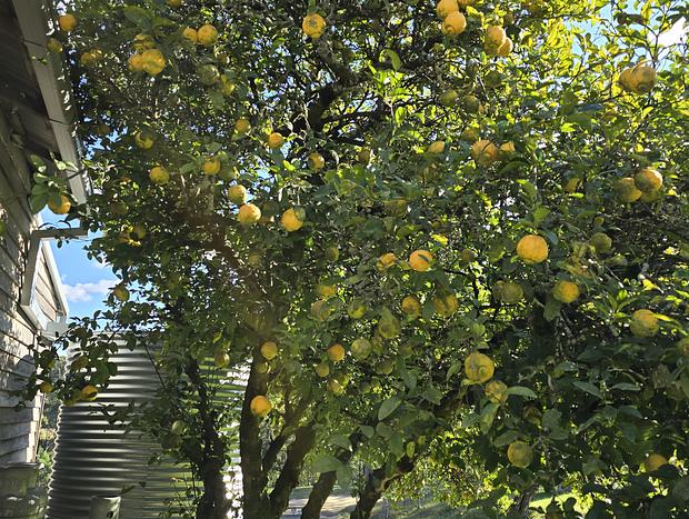 Photo 5 for Lemon Tree Cottage