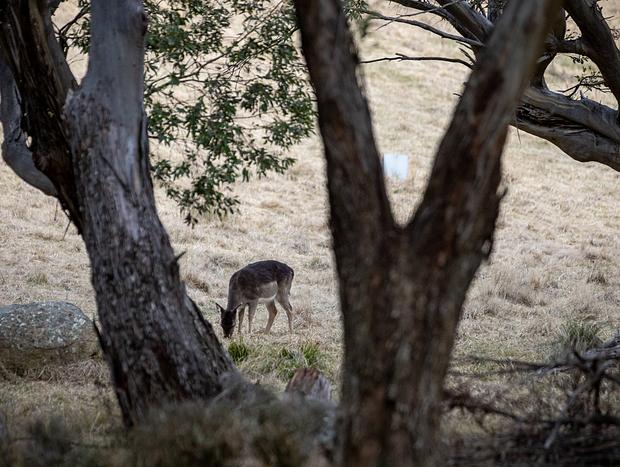 Photo 2 for Local Wildlife & Farm Animals