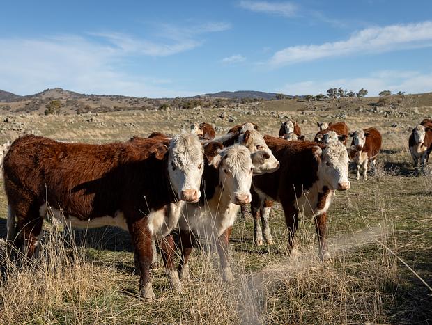 Photo 4 for Local Wildlife & Farm Animals