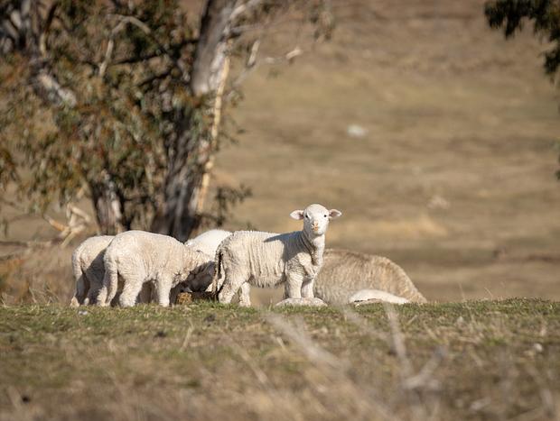 Photo 6 for Local Wildlife & Farm Animals