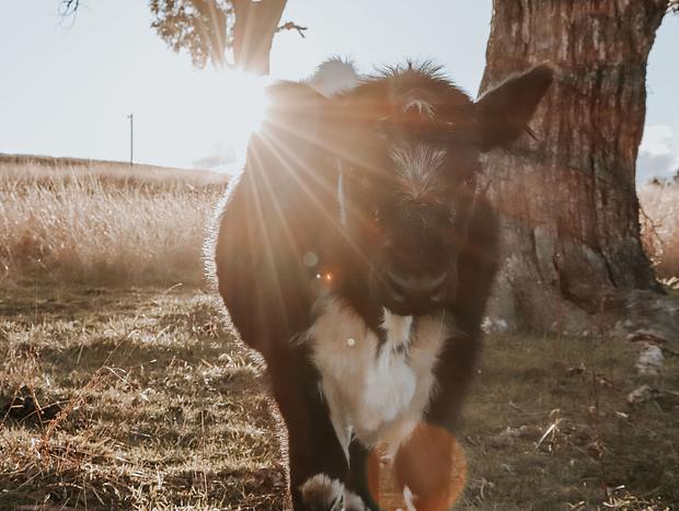 Photo 14 for A Luxury, Dog Friendly Farmstay Between Two Worlds: Mudgee & Rylstone