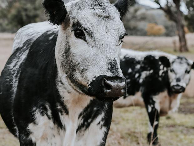 Photo 38 for A Luxury, Dog Friendly Farmstay Between Two Worlds: Mudgee & Rylstone