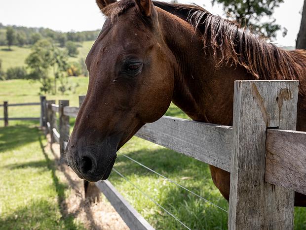 Photo 24 for Luxury Farm Stay at Wallaringa