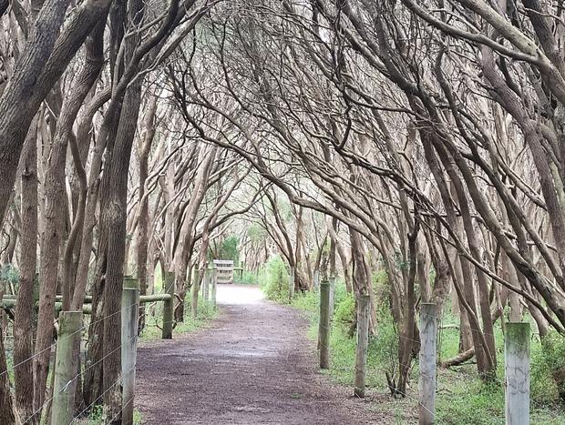 Photo 9 for The Art Studio, Barwon Heads. Coastal Retreat