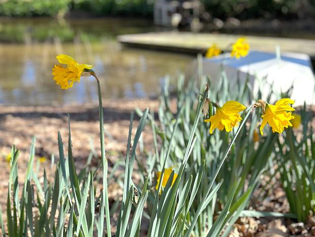 Photo 4 for The Vale gardens