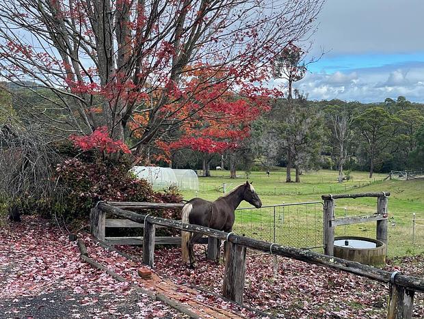 Photo 12 for Escape to Nature just minutes from Tathra.