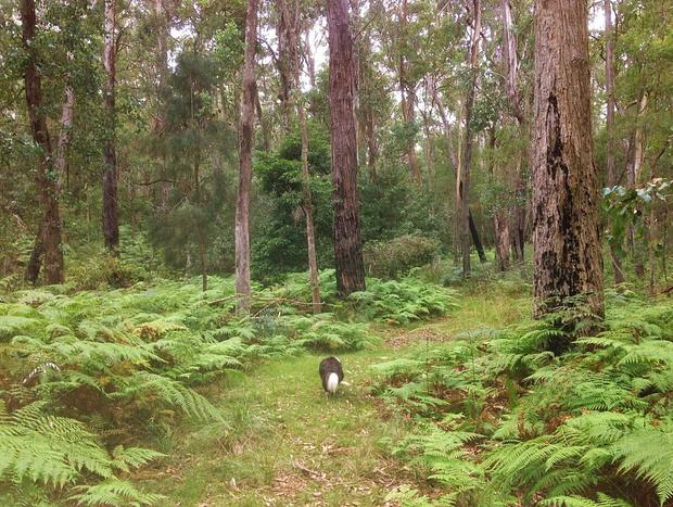 Photo 20 for Escape to Nature just minutes from Tathra.