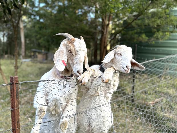 Photo 5 for Bawley Farm & Animals