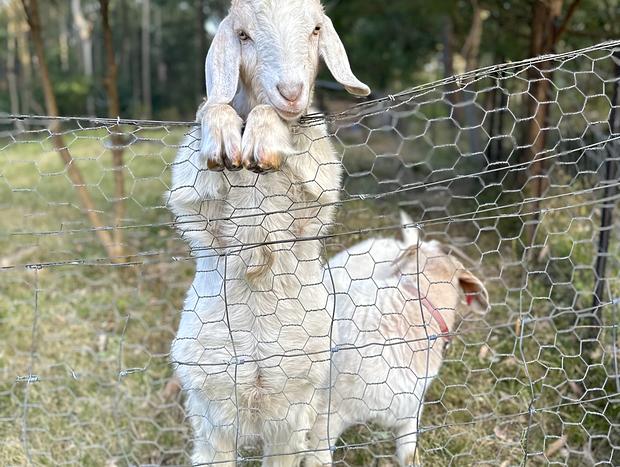 Photo 6 for Bawley Farm & Animals