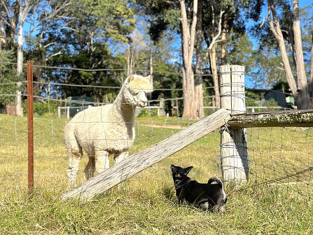 Photo 7 for Bawley Farm & Animals