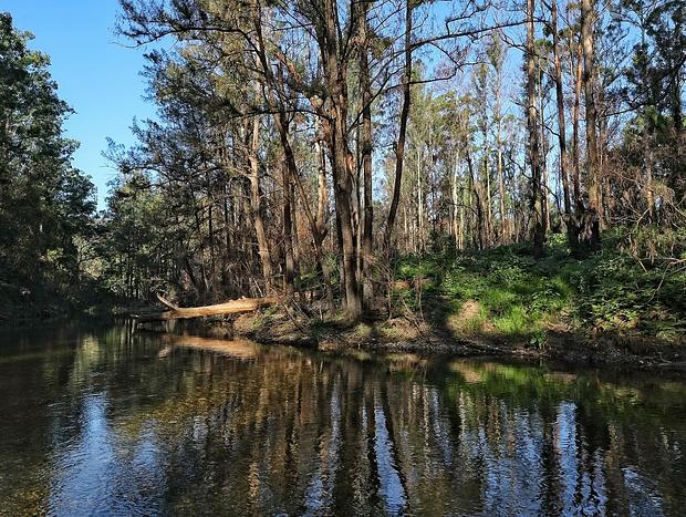 Photo 19 for Nulla Nulla Blacksmiths Rest Cabin - Romantic Woodland Creekside Doggie friendly