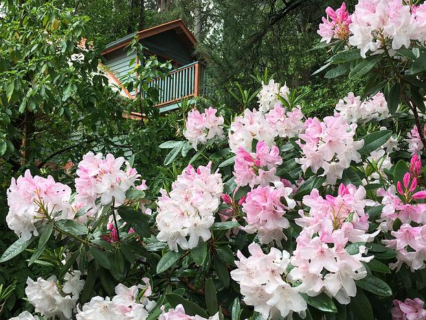 Photo 21 for A Forest Retreat @ Wild Orchid Olinda