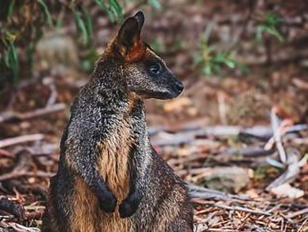 Photo 17 for Wallaby Retreat - Tiny House in the Forest near Daylesford