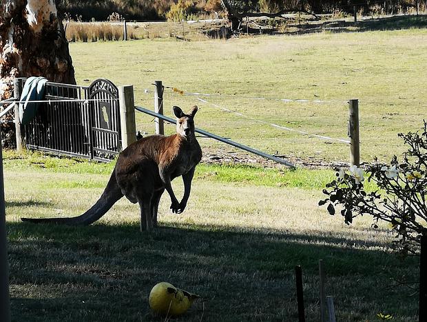 Photo 23 for Kangaroo Creek Cottage