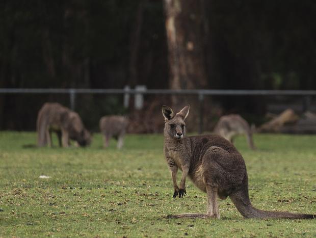 Photo 21 for Wildlife cabin, an escape in the Grampians
