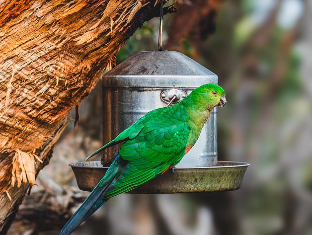 Photo 4 for Bird Watching
