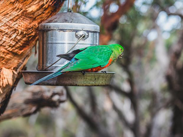 Photo 6 for Bird Watching