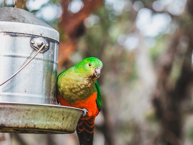 Photo 1 for Bird Watching
