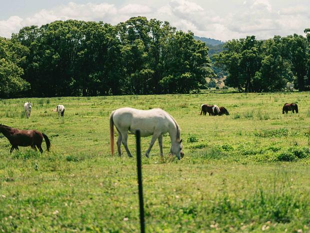 Photo 18 for Mountain view farm escape