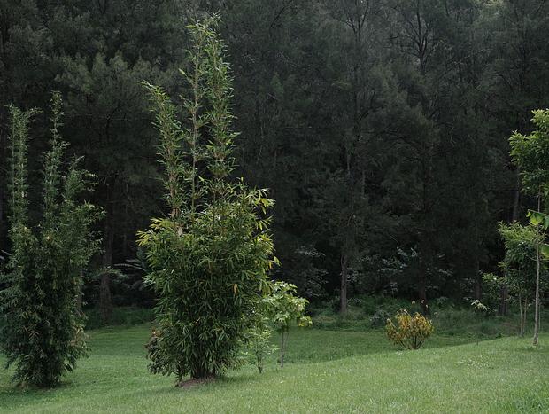 Photo 22 for Nulla Nulla Blacksmiths Rest Cabin - Romantic Woodland Creekside Doggie friendly