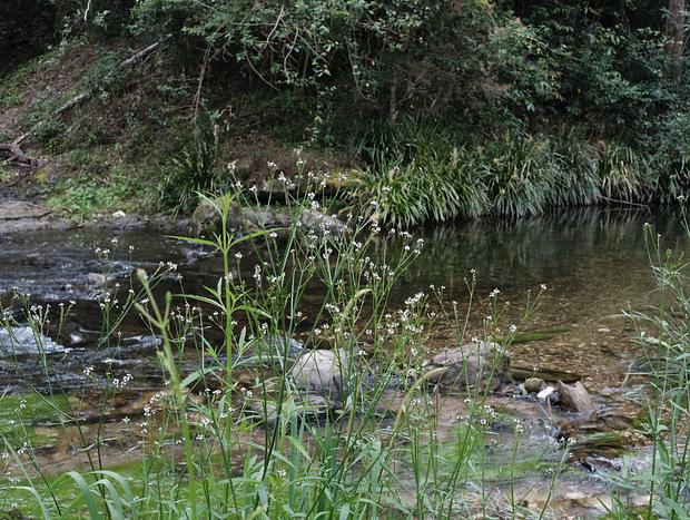 Photo 27 for Nulla Nulla Blacksmiths Rest Cabin - Romantic Woodland Creekside Doggie friendly