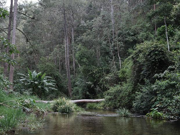 Photo 2 for Nulla Nulla Blacksmiths Rest Cabin - Romantic Woodland Creekside Doggie friendly