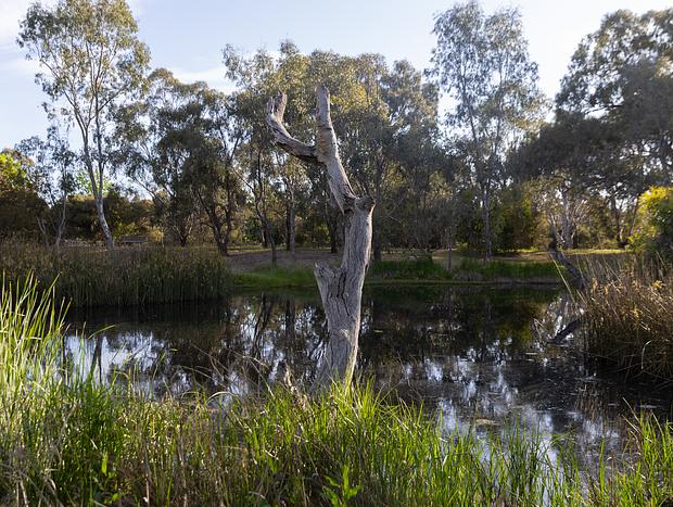 Photo 1 for Mansfield Mullum Wetlands
